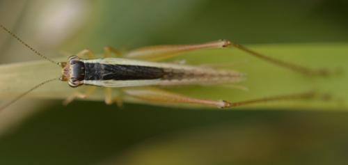Euscyrtus bivittatus